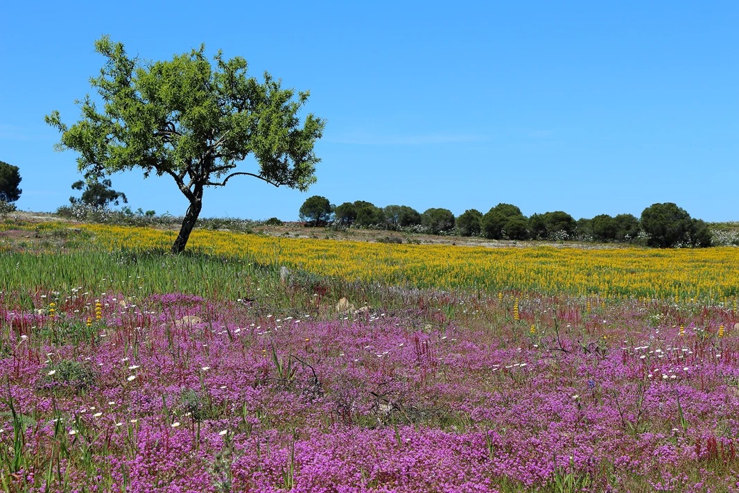 Árvore num campo